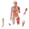Learning Resources® Double-sided Magnetic Human Body